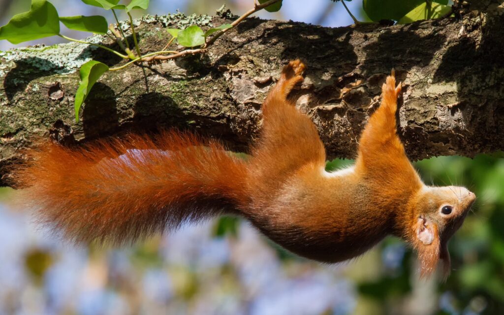 Lively Squirrel Upside Down on Tree Branch - High-Res Nature Wallpaper
