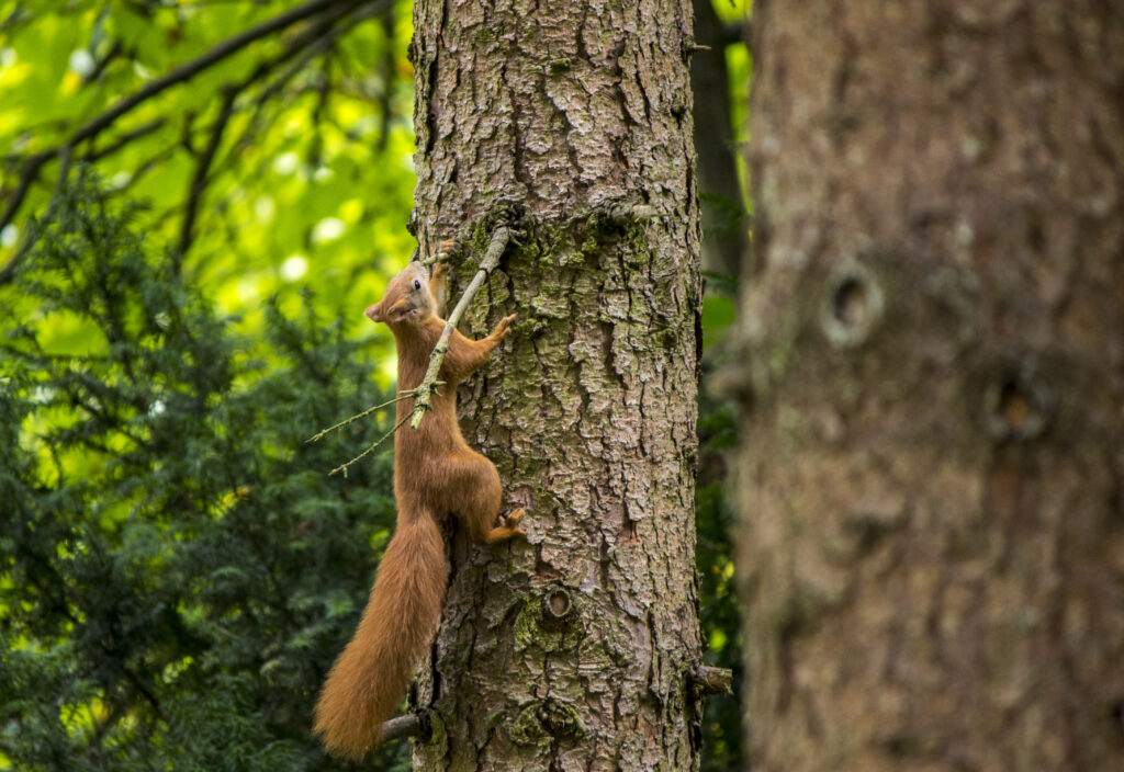 “Vibrant Squirrel Wallpaper: Lively Scene in Lush Green Forest”