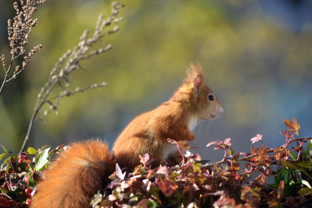 Vibrant Squirrel Wallpaper: Lively Nature Scene with Colorful Foliage
