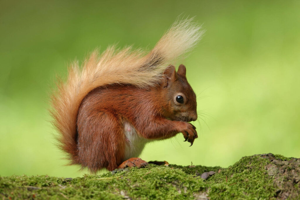 Vibrant Squirrel Wallpaper: Fluffy Red Squirrel on Mossy Tree Trunk