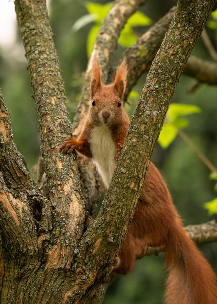 Vibrant Squirrel Wallpaper: Serene Wildlife Scene in Nature