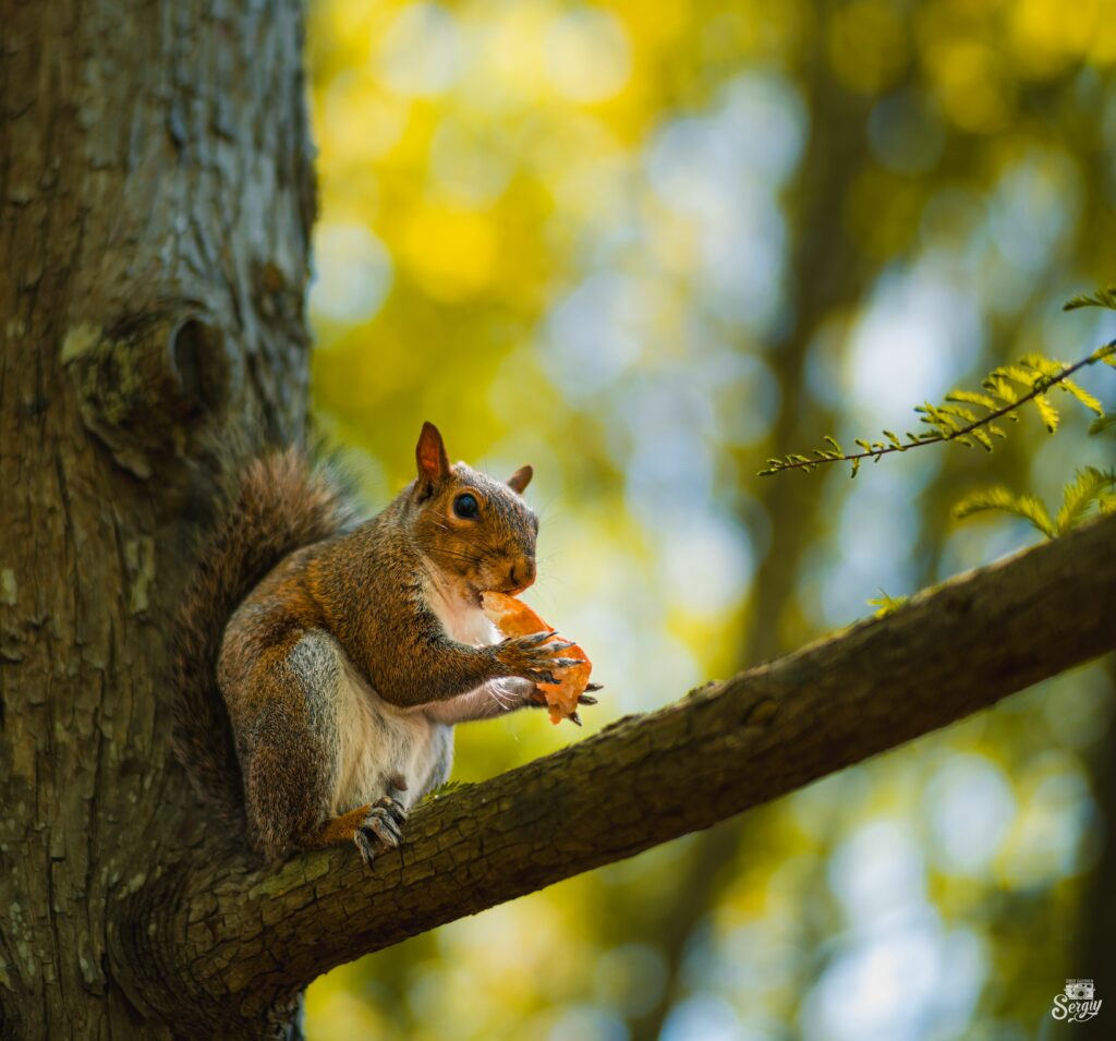 Vibrant Squirrel on Tree Branch: Nature's Beauty in Focus Wallpaper