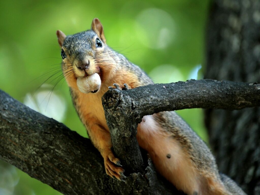 Vibrant Squirrel on Tree Branch with Nut - Nature Background Wallpaper