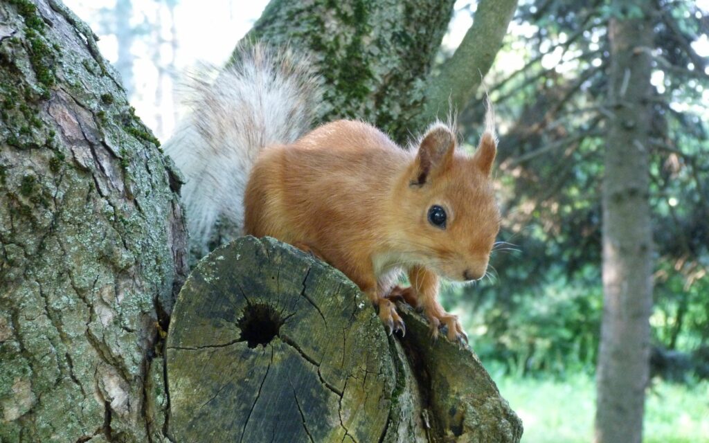 Lively Squirrel Wallpaper: Serene Forest Scene Background