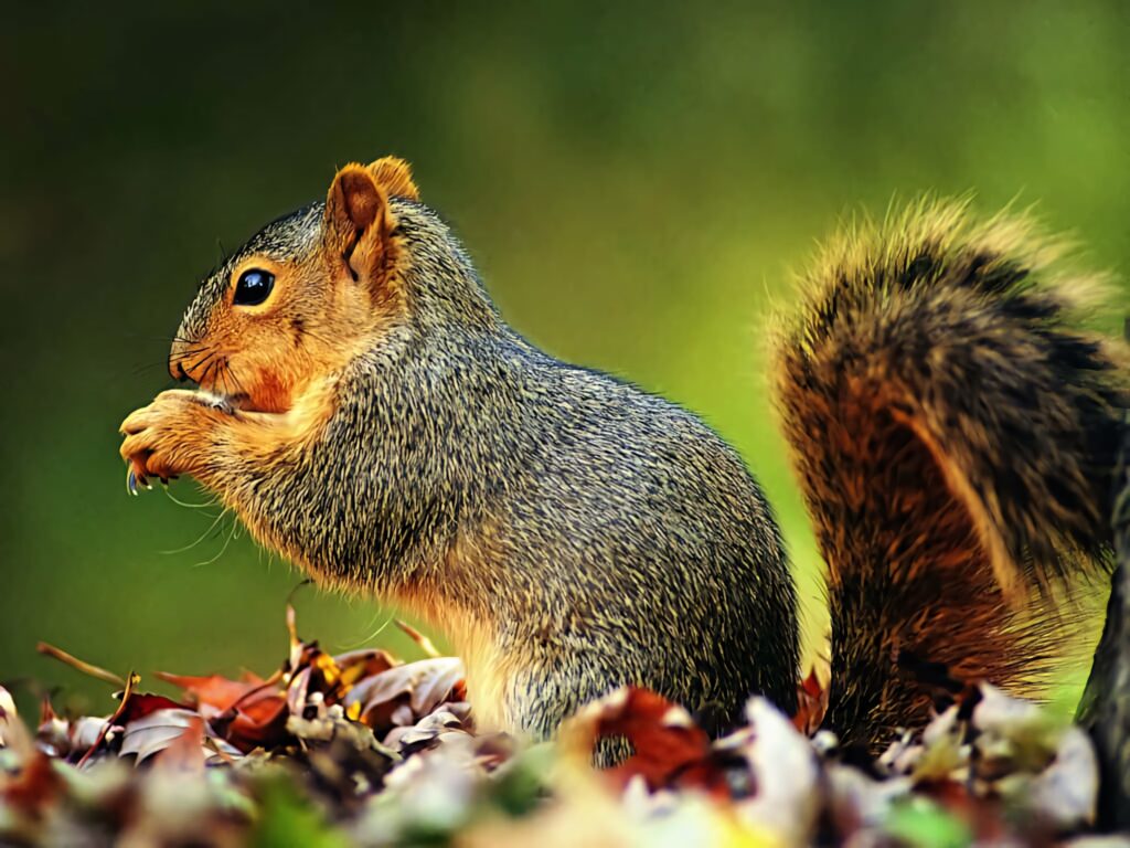Vibrant Squirrel Wallpaper: Playful Scene Among Colorful Leaves