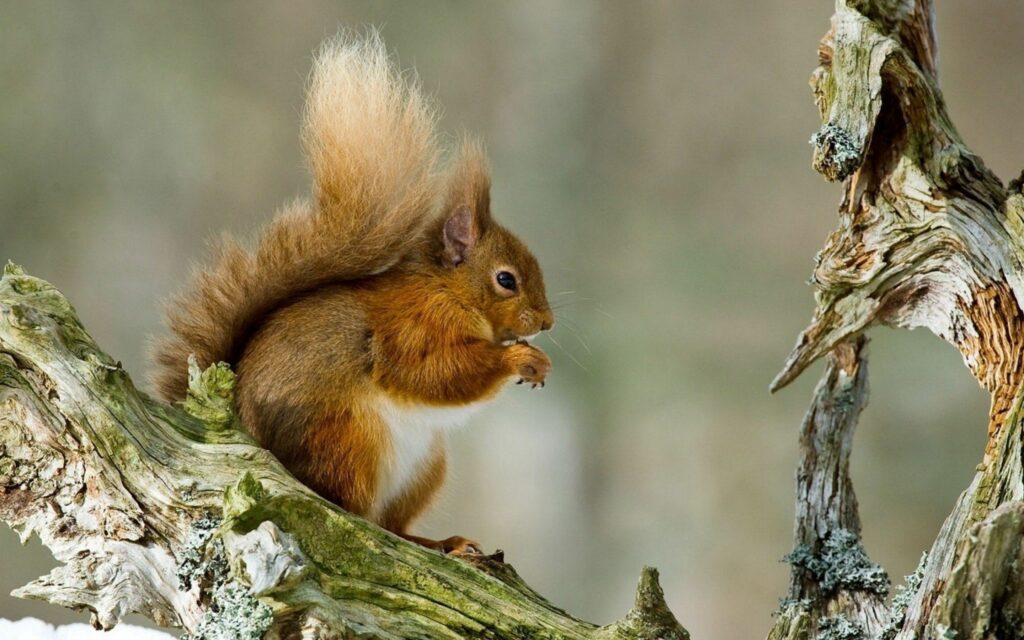 Vibrant Squirrel Wallpaper: Serene Nature Scene 2560x1600