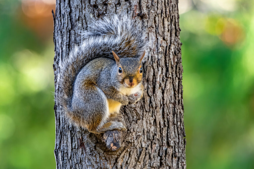 Vibrant Squirrel Wallpaper: Lively Forest Scene in Greens & Browns