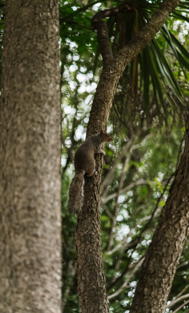 Squirrel on Tree Trunk in Lush Green Forest - Nature Wallpaper