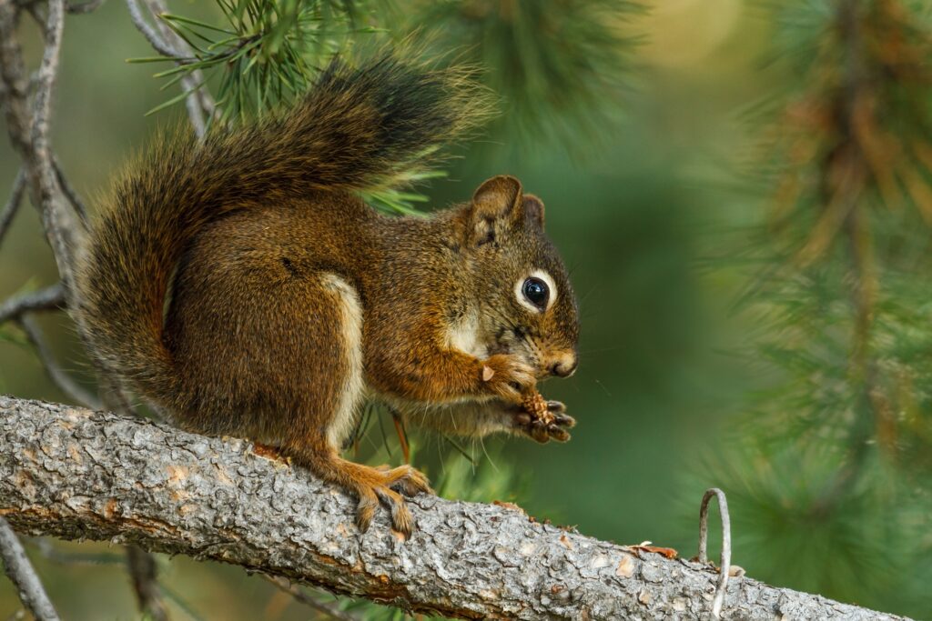 Vibrant Squirrel on Spruce Branch - Nature Wallpaper 2048x1365