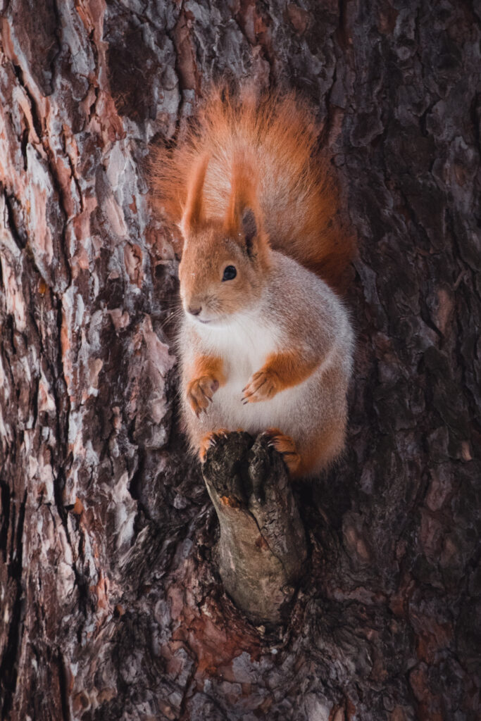 Vibrant Squirrel on Tree Bark: Playful Nature Wallpaper Background