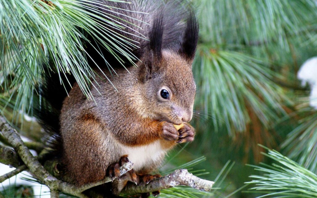 Lively Squirrel Nibbling on Nut Amidst Spruce Tree's Green Needles Wallpaper