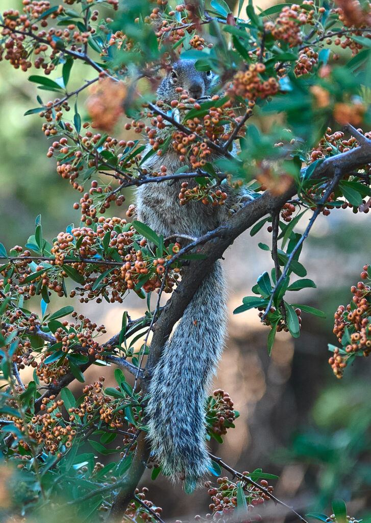 Vibrant Squirrel in Berry-Laden Tree - Nature Wallpaper 1499x2112