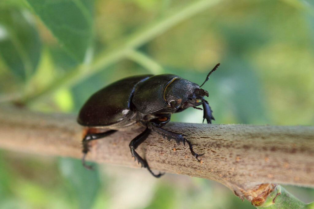 Vibrant Stag Beetle on Branch: Nature's Beautiful Background Wallpaper
