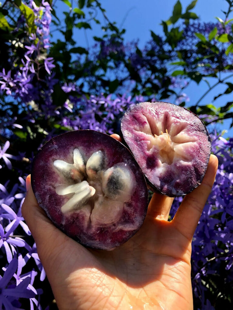 Vibrant Star Apples Against Lush Foliage – Stunning Fruit Wallpaper