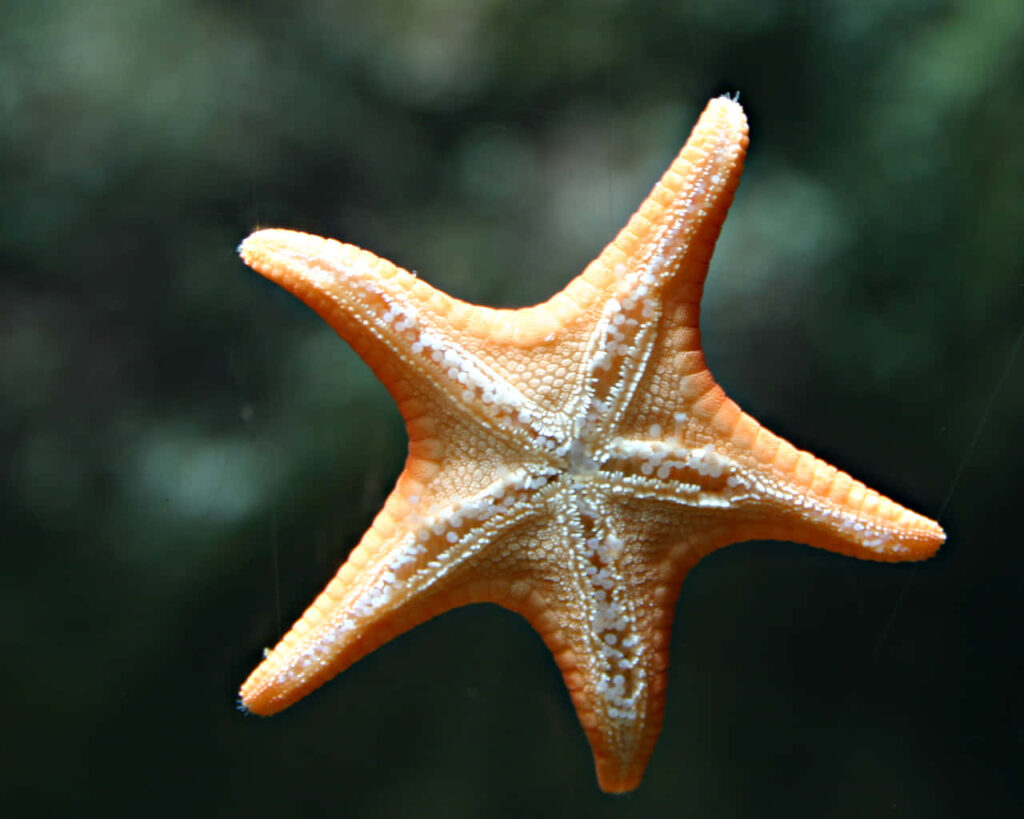 Vibrant Starfish Close-Up: Detailed Texture & Natural Beauty Wallpaper