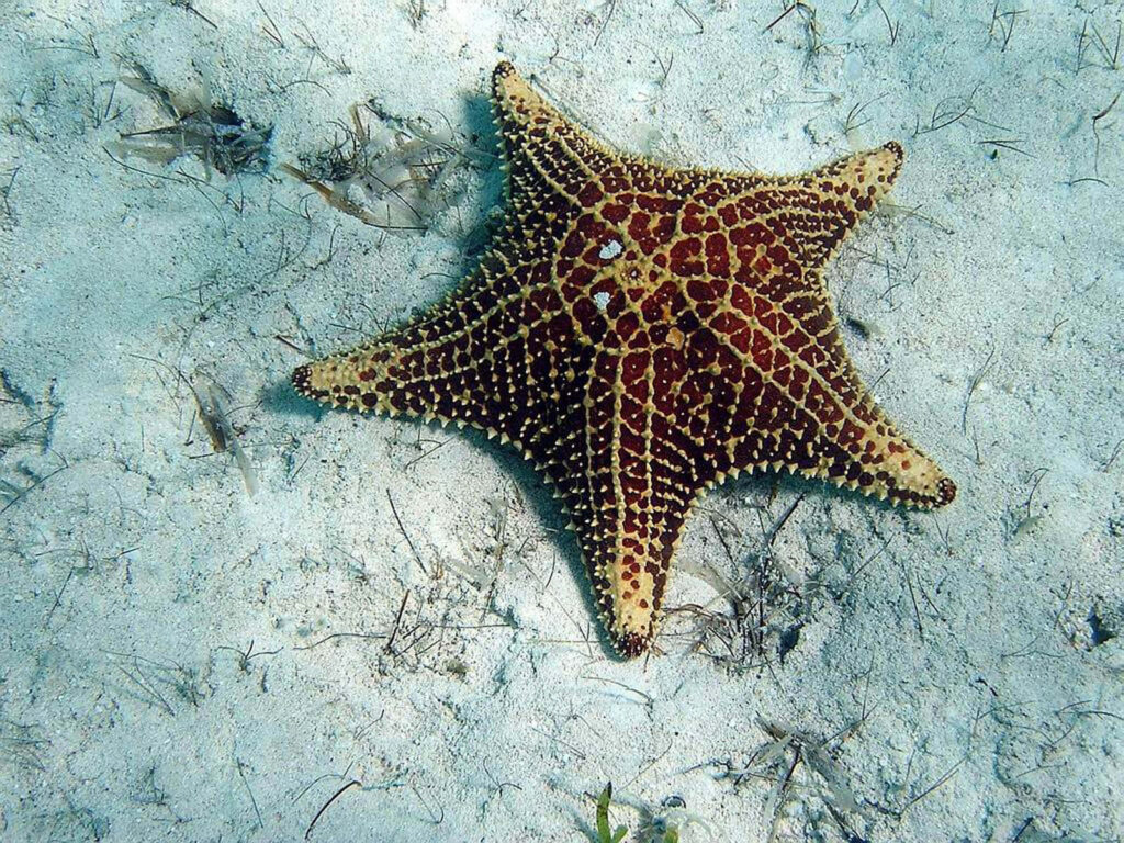 Vibrant Starfish Wallpaper: Intricate Patterns on Sandy Ocean Floor