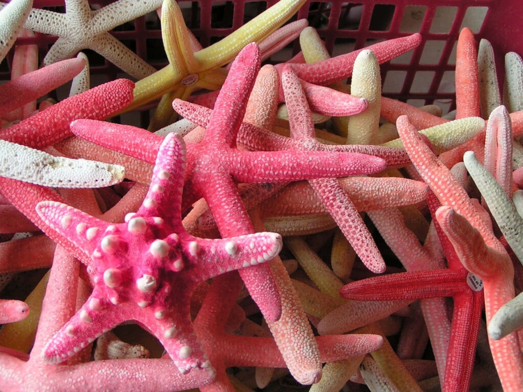 Vibrant Starfish Wallpaper: Colorful Pink, Red & Orange Seaside Decor