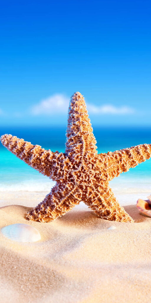 Vibrant Starfish Wallpaper: Summer Beach with Serene Ocean Background