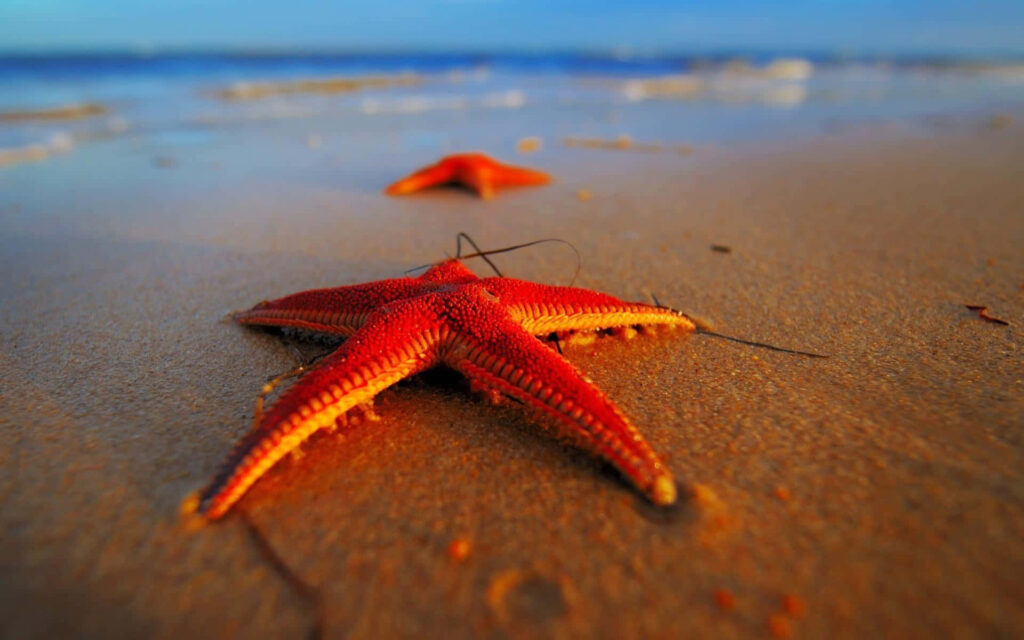 Vibrant Starfish on Serene Sandy Shore - Tranquil Coastal Wallpaper