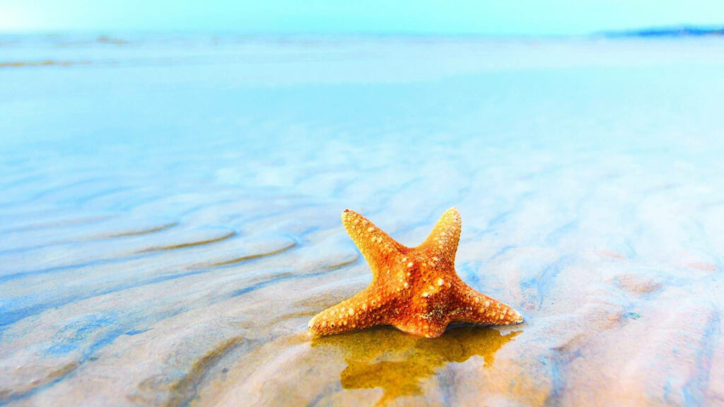 Vibrant Starfish Wallpaper: Brown Starfish on Serene Beach Background