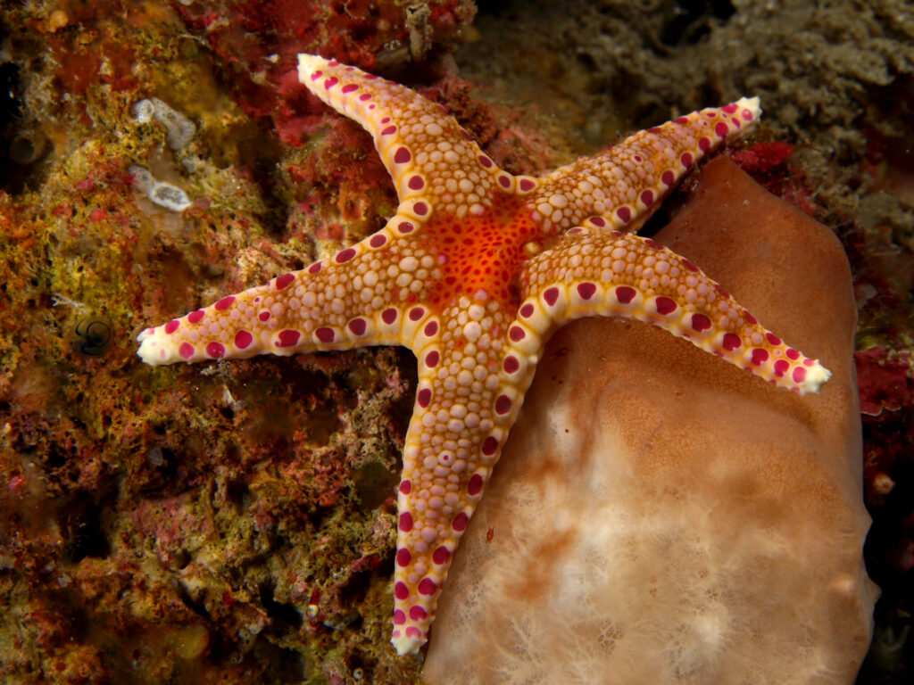 Vibrant Starfish on Colorful Ocean Seabed - Marine Life Wallpaper