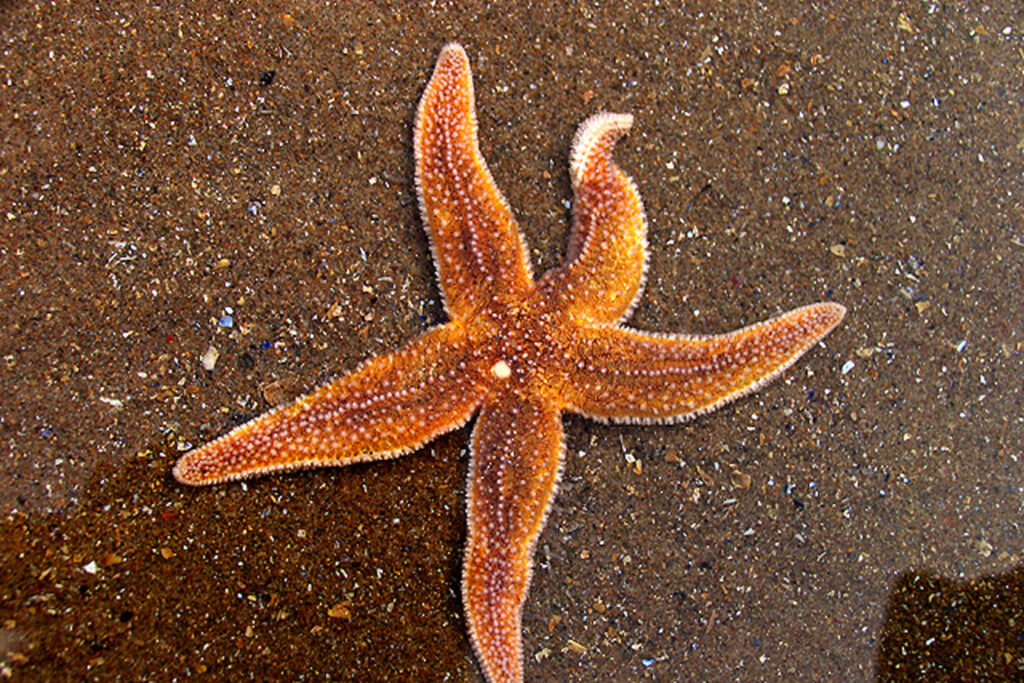 Vibrant Starfish on Sandy Seabed – Colorful Marine Life Wallpaper