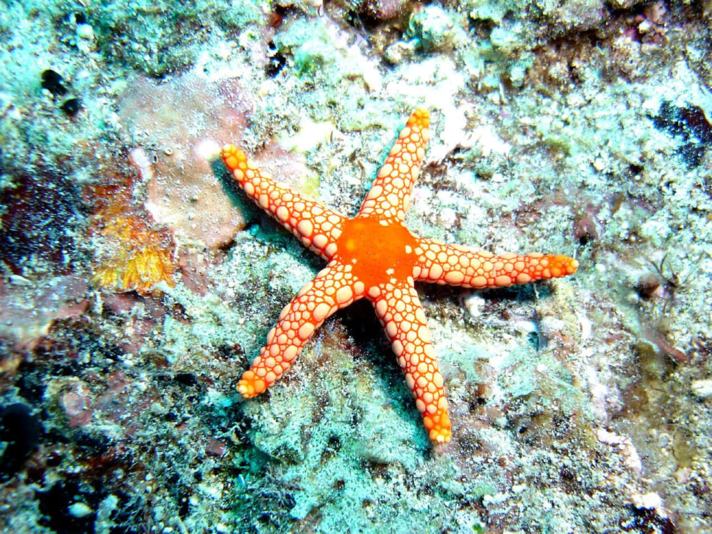 Vibrant Starfish on Ocean Floor | Marine Life Wallpaper Background