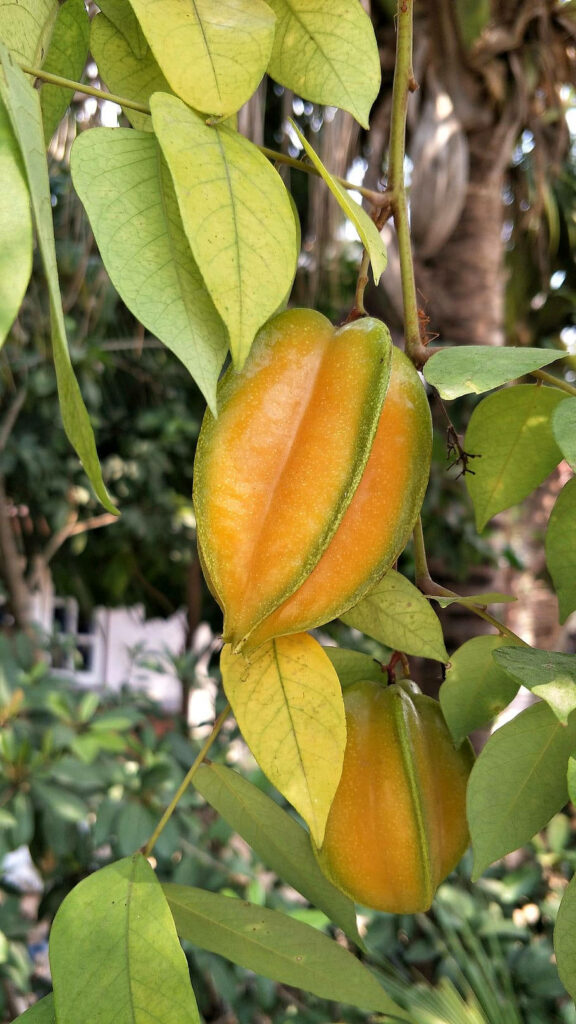 Ripe golden carambola starfruit hanging on tree with lush green leaves tropical wallpaper background