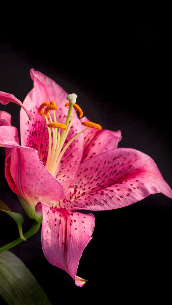 Vibrant Stargazer Lily Wallpaper on Black Background - Stunning Floral Design