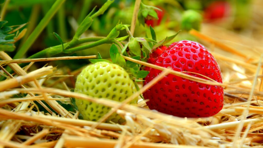 Vibrant Close-Up of Ripening Strawberries: Nature Wallpaper Background