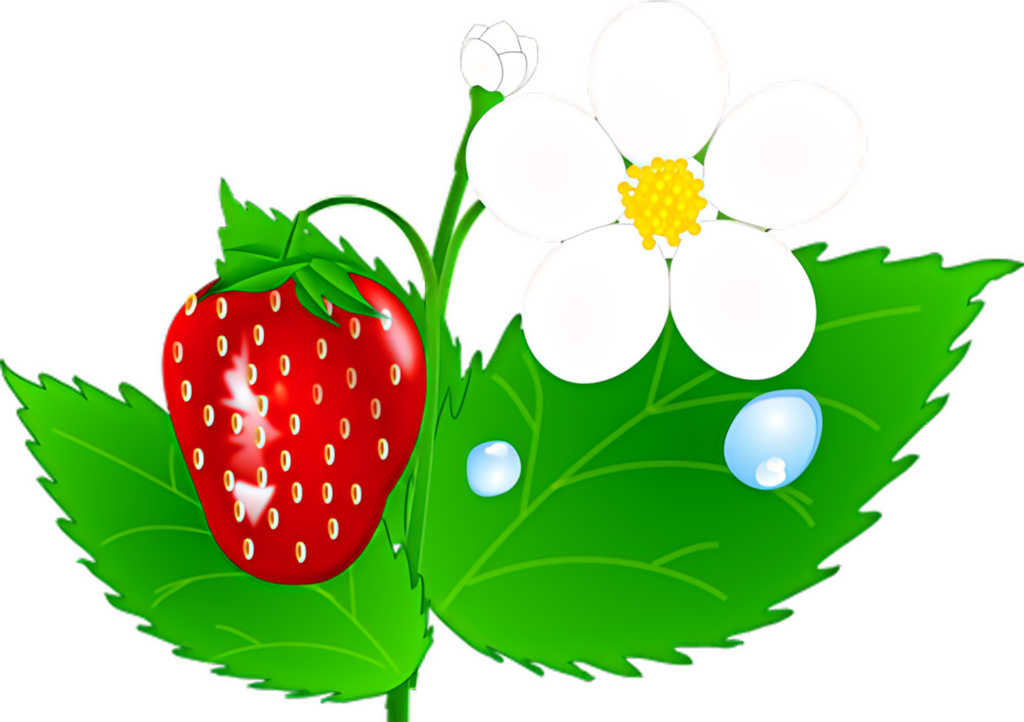 Vibrant Strawberry Plant Wallpaper: Red Berries & Green Leaves