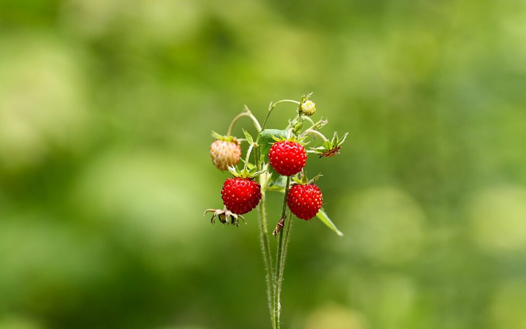Vibrant Red Strawberries in Lush Green Summer Forest Wallpaper