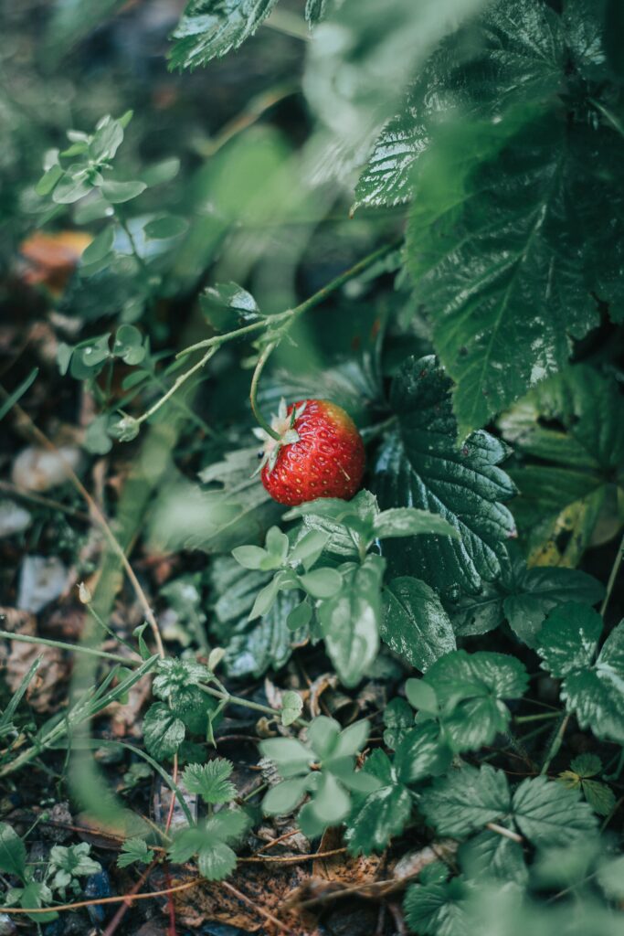 Vibrant Strawberry Wallpaper: Ripe Red Among Lush Green Leaves