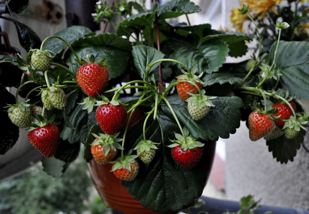 Vibrant Strawberry Wallpaper: Ripe & Unripe Against Green Foliage