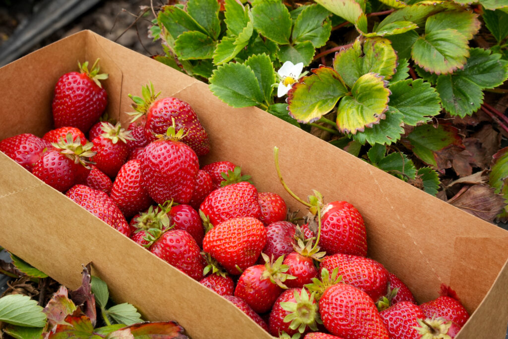 Fresh Strawberries in Cardboard Box - Vibrant Nature Wallpaper