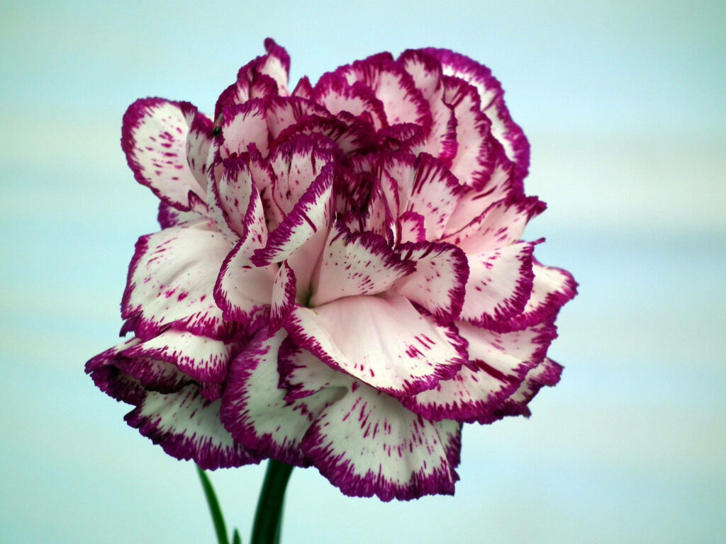 Vibrant Striped Carnation Wallpaper with Purple-Edged White Petals