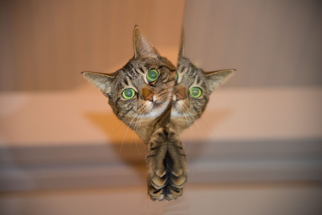 Vibrant Green-Eyed Striped Cat Wallpaper Art with Perfect Reflection