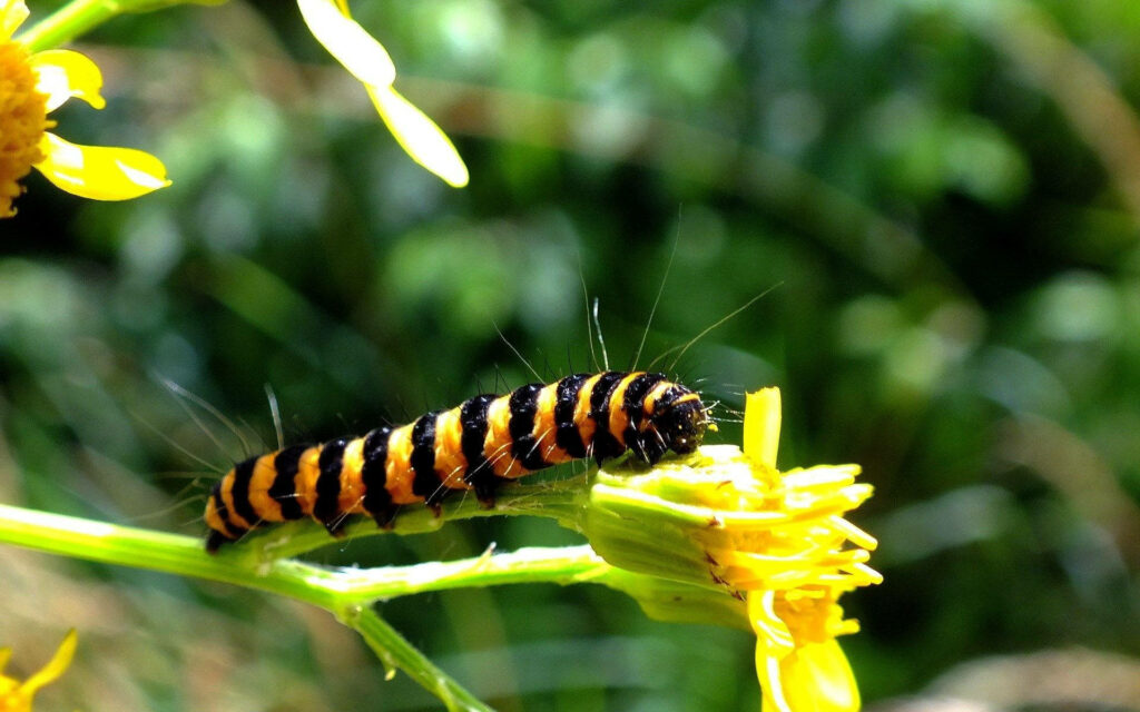 Vibrant Caterpillar on Yellow Flower in Lush Green Background Wallpaper