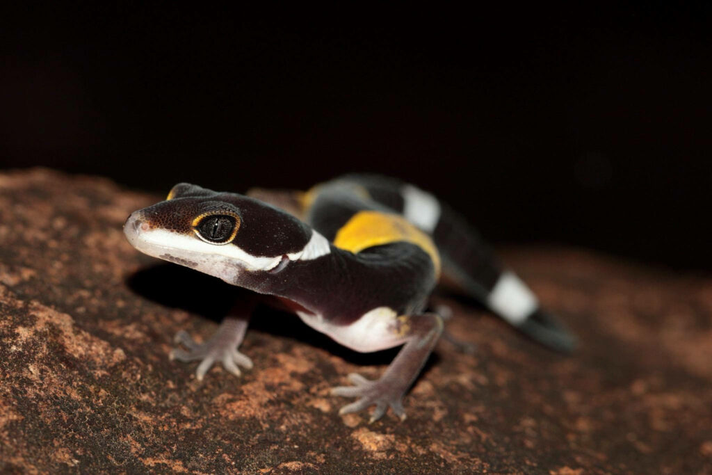 Vibrant Striped Rare Leopard Gecko Wallpaper on Earthy Background
