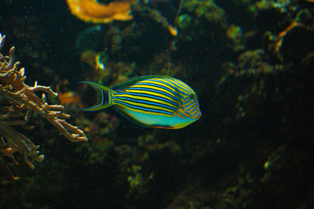 Vibrant Striped Surgeonfish Swimming in Lush Aquarium Background Wallpaper