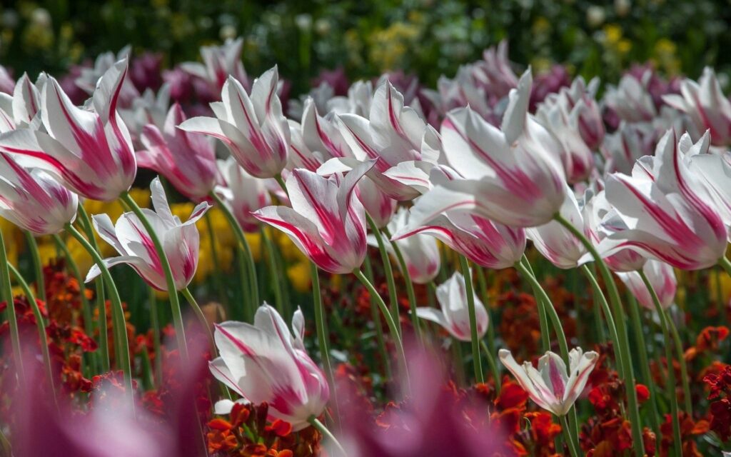 Vibrant striped white tulips with pink streaks in a blooming spring garden wallpaper background