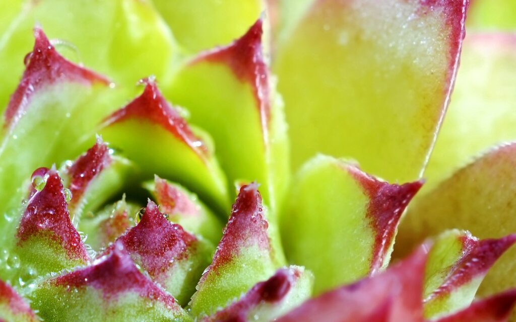 Vibrant Succulent Close-Up with Red Tips & Dewy Green Leaves Wallpaper