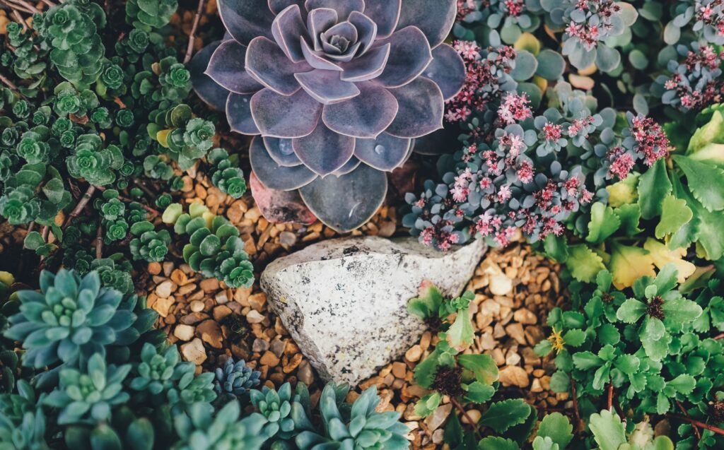 Vibrant Succulent and Flowering Plant Wallpaper with Stone Background