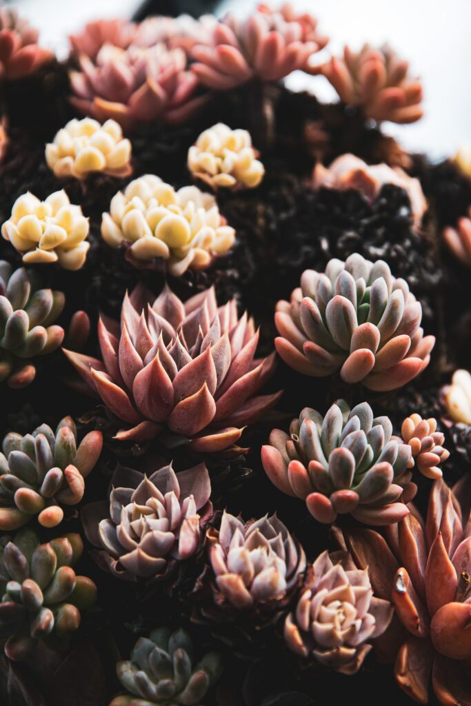 Vibrant Succulent Close-Up Wallpaper: Stunning Background for Devices
