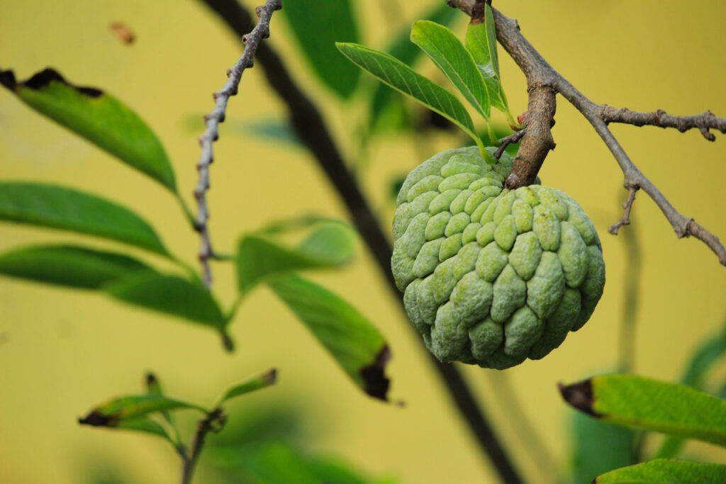 Vibrant Sugar Apple Wallpaper: Lush Green Leaves & Yellow Background