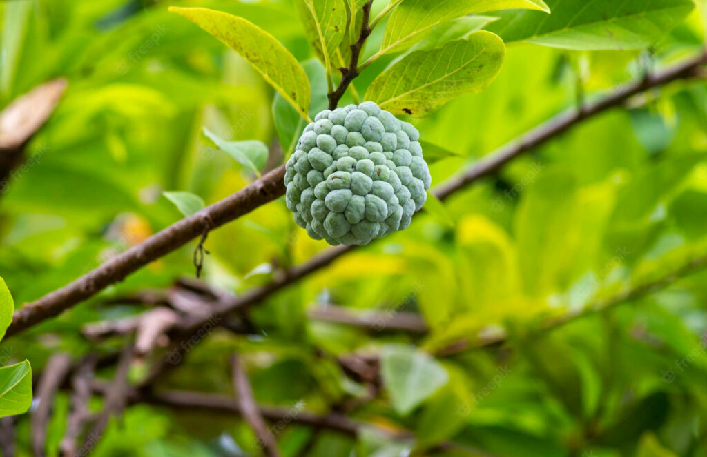 Vibrant Sugar Apple Cluster Wallpaper on Lush Green Tree