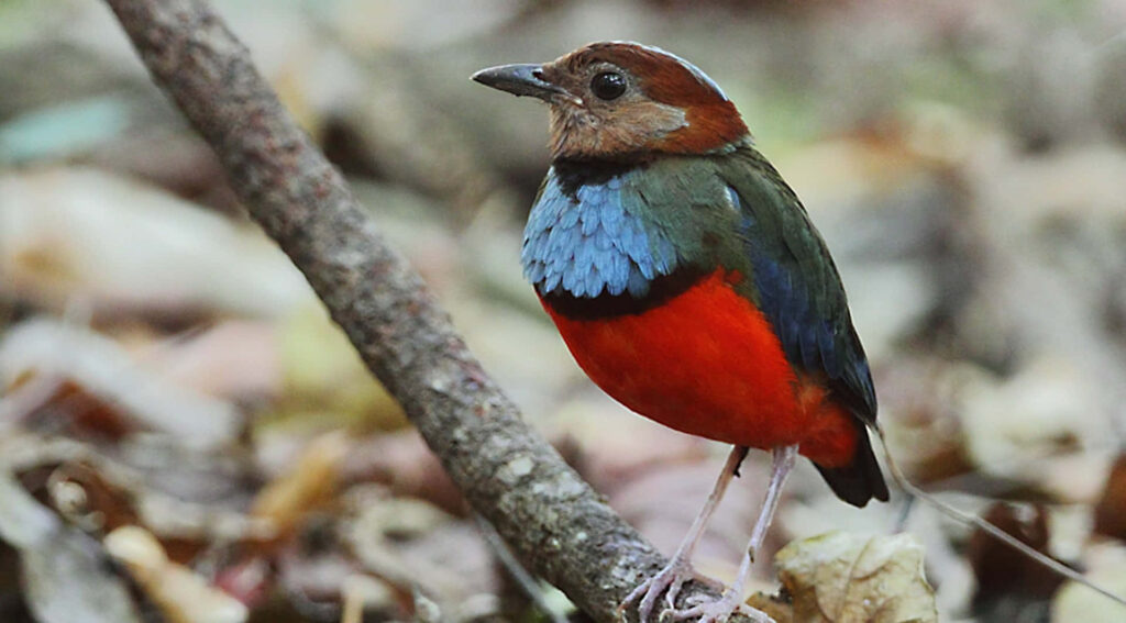 Vibrant Sulawesi Pitta Bird Feathers in Natural Background Wallpaper