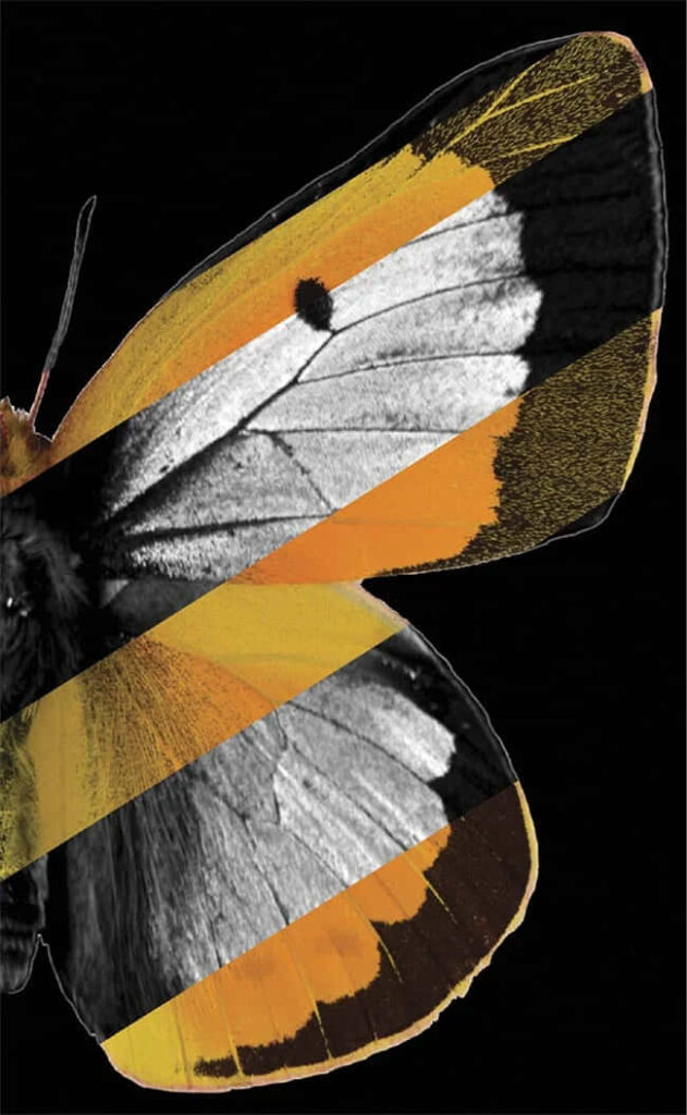 Vibrant Sulphur Butterfly Wallpaper: Bold Orange & Yellow Design