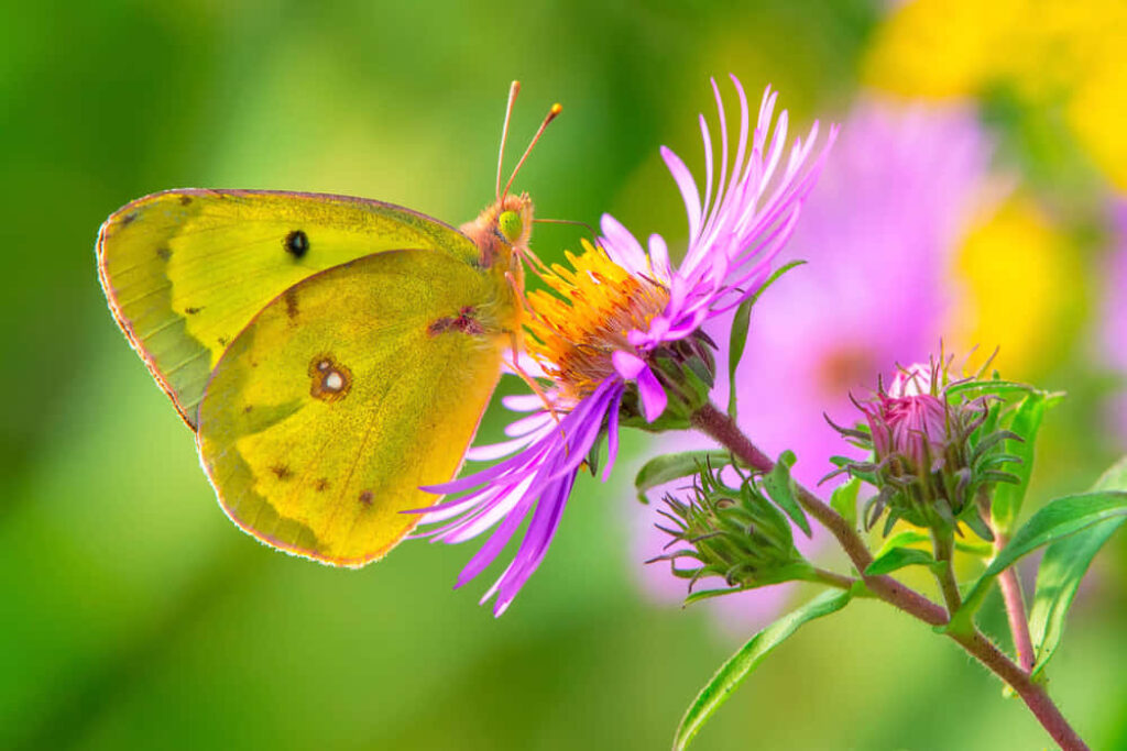 Vibrant Wallpaper: Sulphur Butterfly on Blooming Purple Flower
