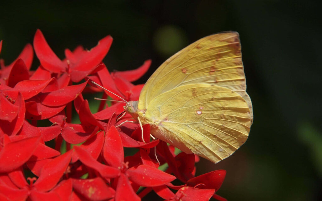 Vibrant Wallpaper: Sulphur Butterfly on Bright Red Flowers